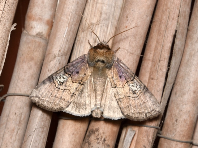 pápaszemes pihésszövő - Tethea ocularis