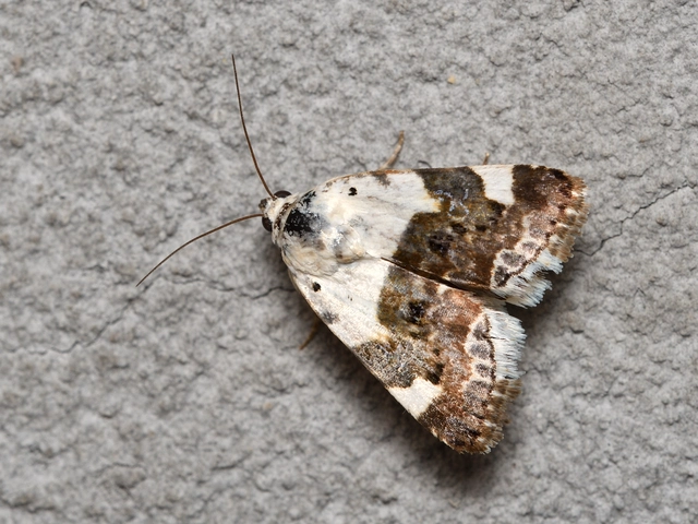 fehér nappalibagoly - Acontia lucida