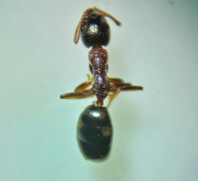Dolichoderus quadripunctatus - négypettyes erdeihangya