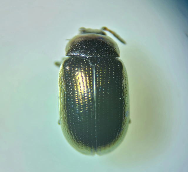 Phratora vitellinae - fűzcserje levélbogár