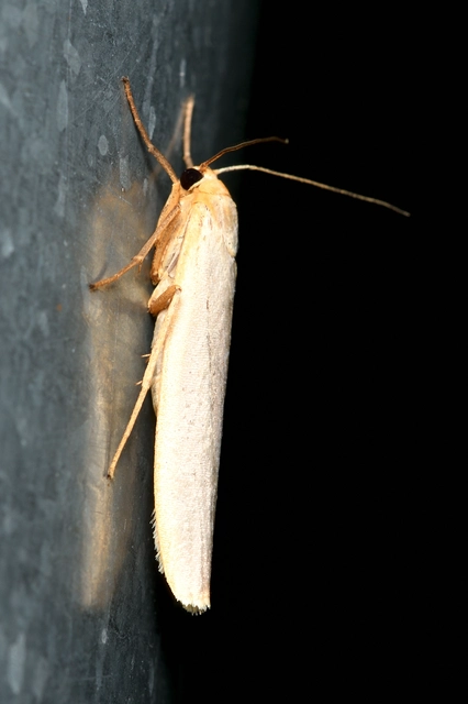 déli zuzmószövő - Eilema caniola