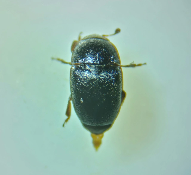 Meligethes Meligethes