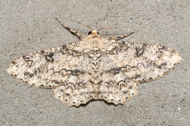 holdas faaraszoló - Ascotis selenaria