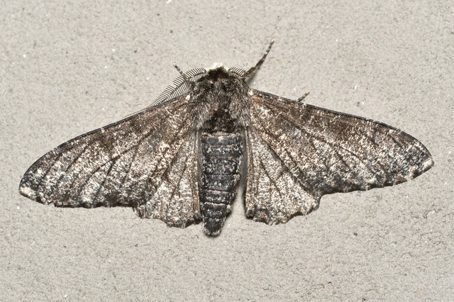 szürkepettyes araszoló - Biston betularia