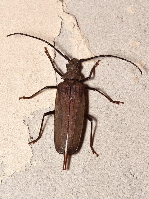 Aegosoma scabricorne - diófacincér