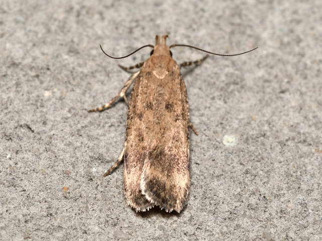 Pexicopia malvella - mályvalevél-sarlósmoly
