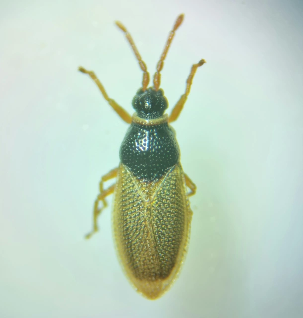 Agramma ruficorne