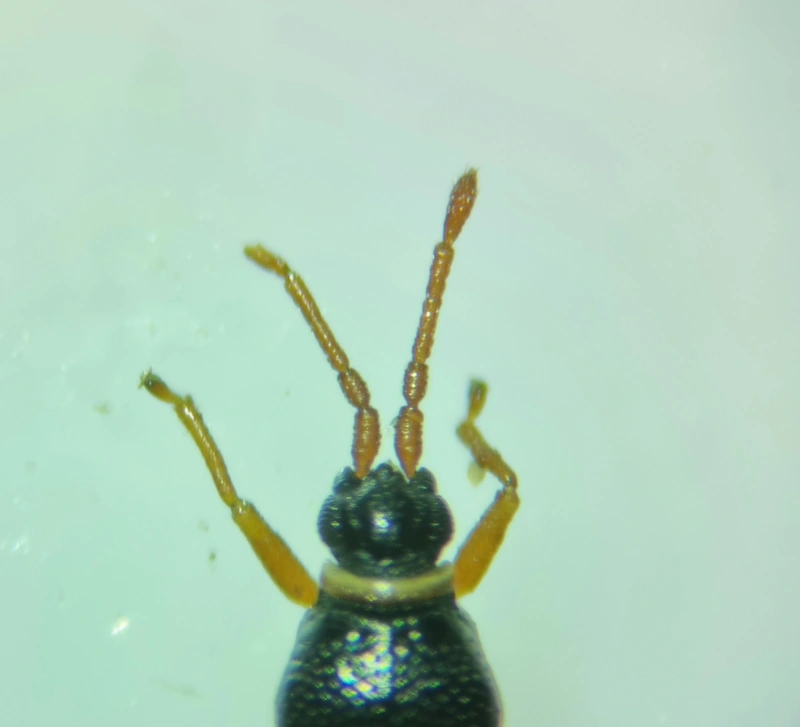 Agramma ruficorne