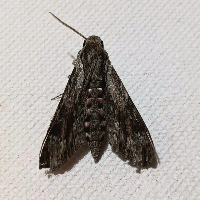 Agrius convolvuli - szulákszender