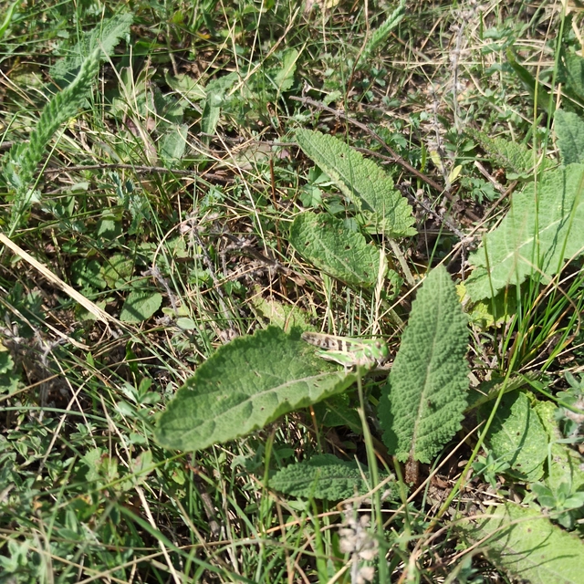 Oedaleus decorus - szalagos sáska