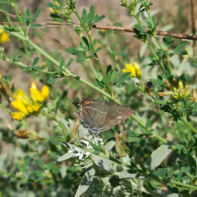 Satyrium spini - kökény-csücsköslepke