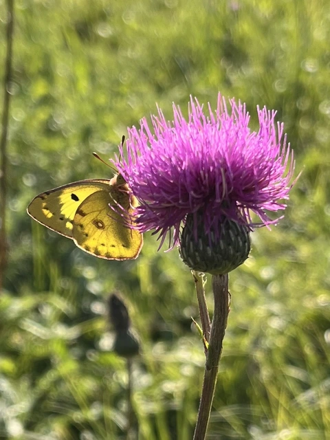 Colias hyale - kéneslepke