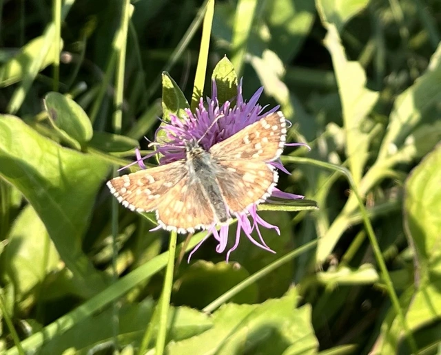 Pyrgus armoricanus - feles busalepke