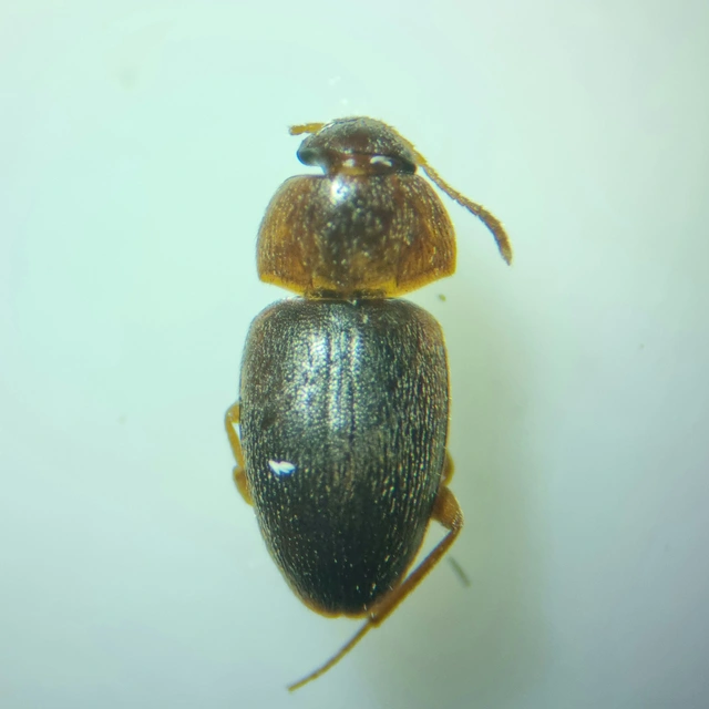 Leiodidae - pecebogárfélék Leiodidae - pecebogárfélék