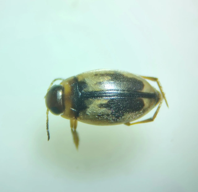 Hydroglyphus geminus - gyakori paránycsíkbogár