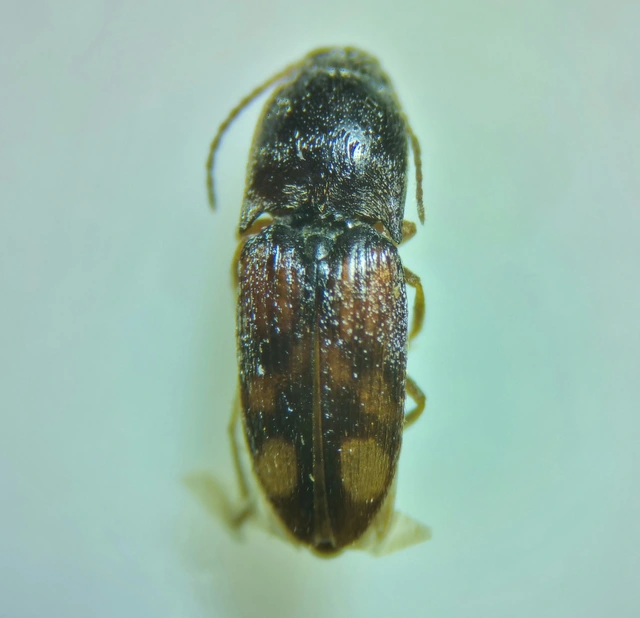 Drasterius bimaculatus - változékony pattanó