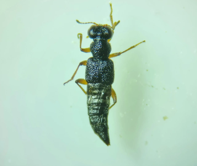Stenus circularis - apró szemesholyva