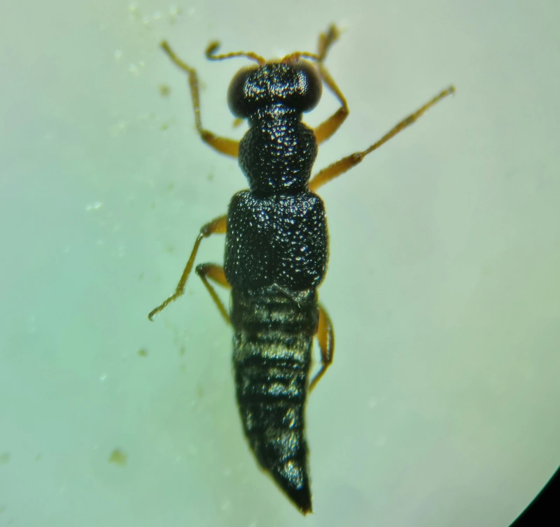 Stenus circularis - apró szemesholyva