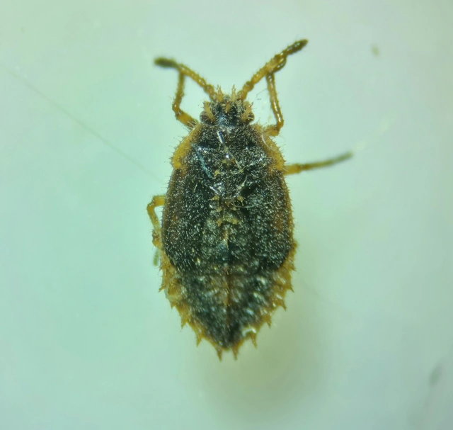 Tingidae - csipkéspoloskák