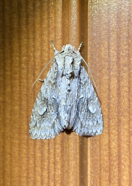 Meganephria bimaculosa - kétfoltos szilbagoly