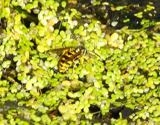 Vespula vulgaris - kecskedarázs