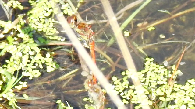 Sympetrum striolatum - harántsávos katona-szitakötő
