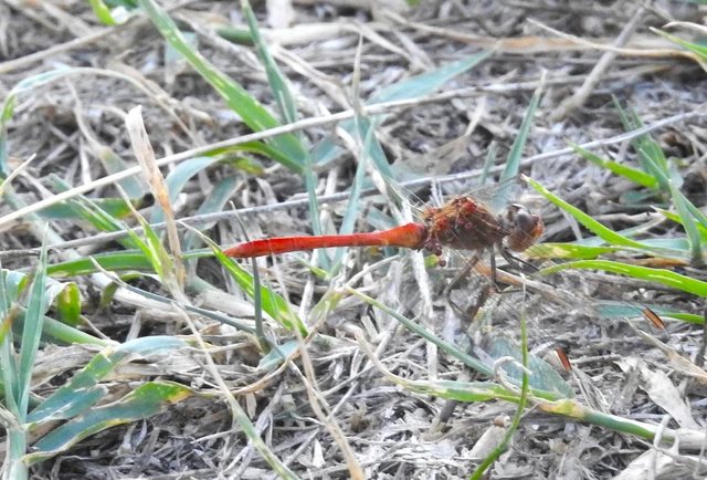 Sympetrum meridionale - fakó katona-szitakötő