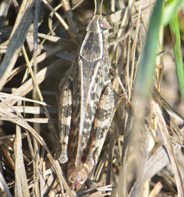 Calliptamus italicus - olaszsáska