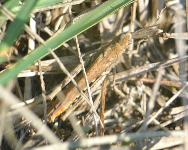 Chorthippus (Glyptobothrus) (subgenus)