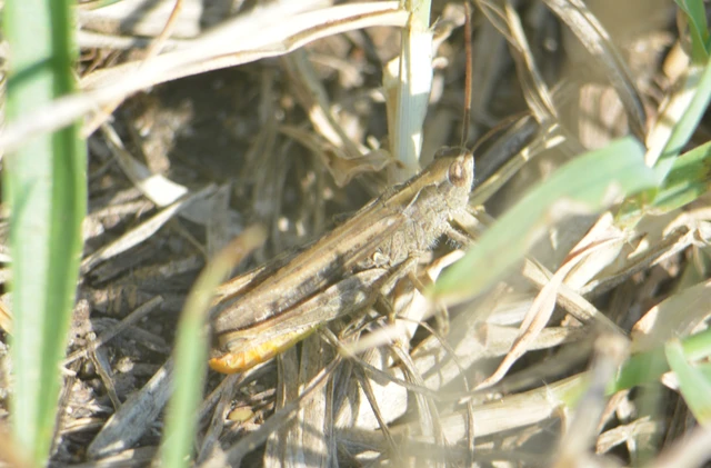 Chorthippus (Glyptobothrus) (subgenus)