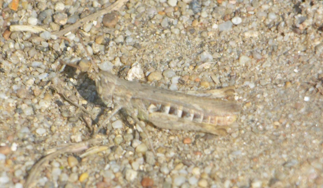 Chorthippus (Glyptobothrus) (subgenus)