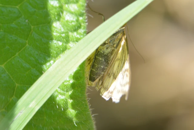 Sitochroa verticalis - világossárga dudvamoly
