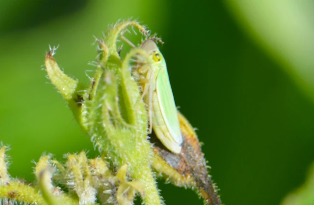 Cicadella viridis - méregzöld kabóca