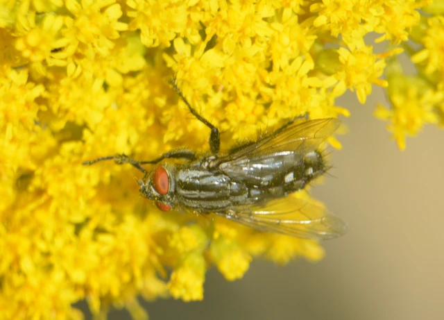 Sarcophagidae - húslégyfélék