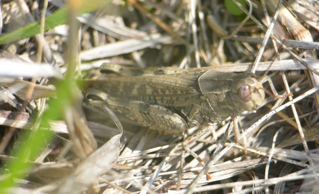 Calliptamus italicus - olaszsáska