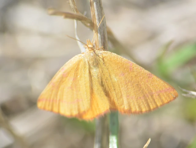 Lythria purpuraria - bíborsávos araszoló