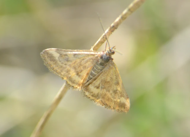 Pyrausta despicata - réti bíbormoly