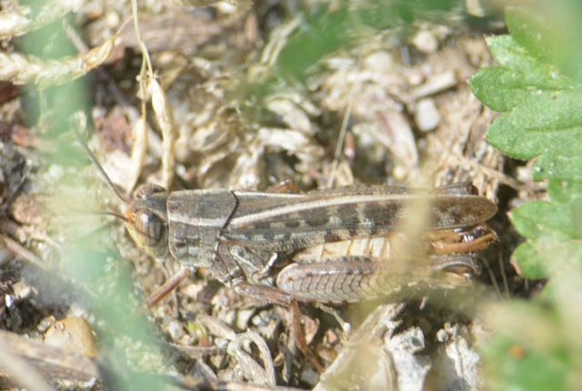 Calliptamus italicus - olaszsáska