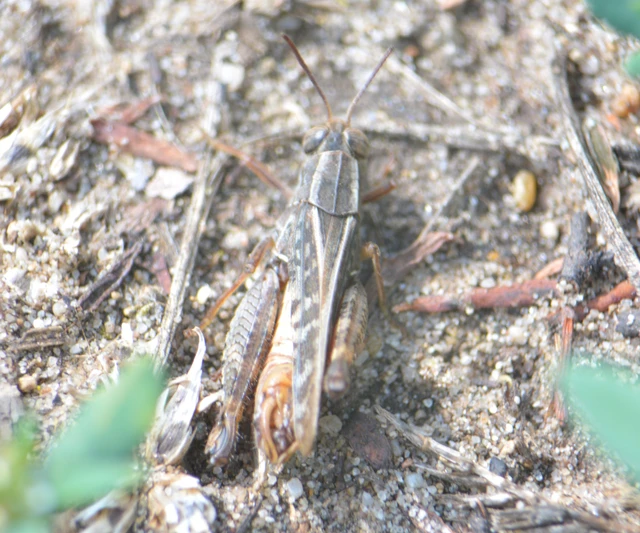 Calliptamus italicus - olaszsáska
