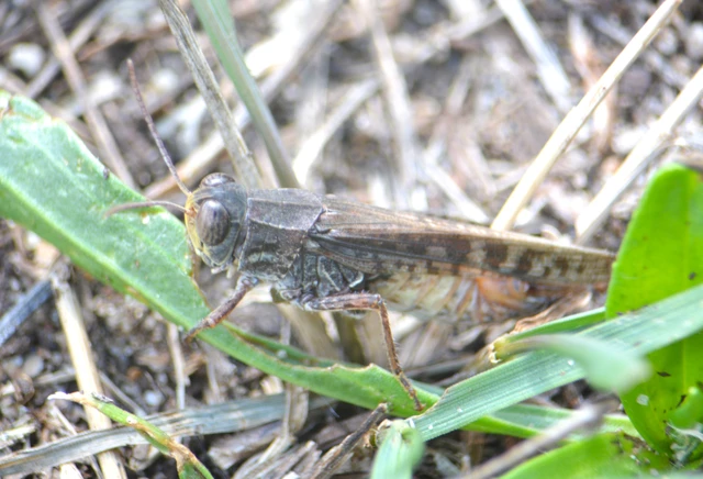 Calliptamus italicus - olaszsáska