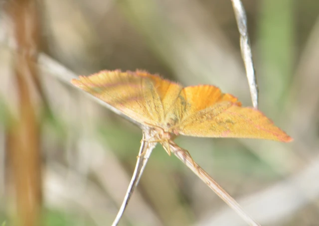 Lythria purpuraria - bíborsávos araszoló