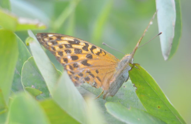 Argynnis paphia - nagy gyöngyházlepke