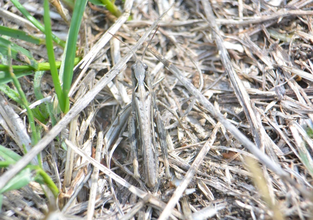 Chorthippus (Glyptobothrus) (subgenus)