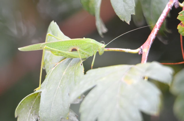 Phaneroptera nana - pontozott repülőszöcske