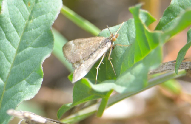 Pyrausta despicata - réti bíbormoly