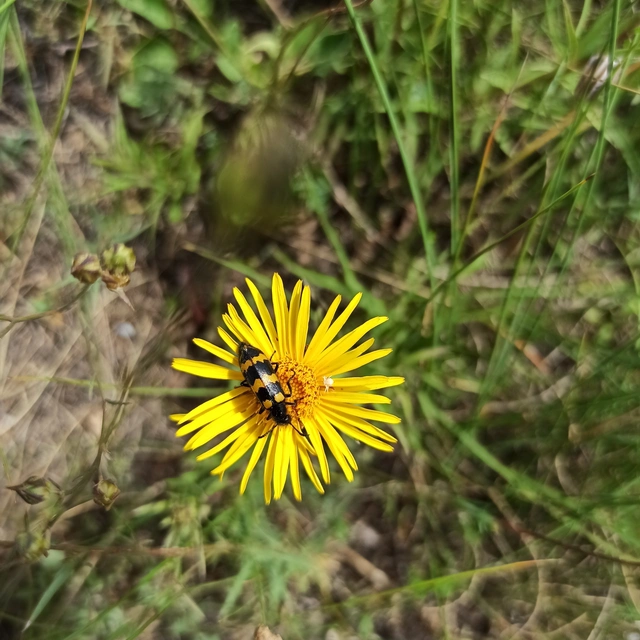 Mylabris variabilis - szalagos hólyaghúzó Mylabris variabilis - szalagos hólyaghúzó