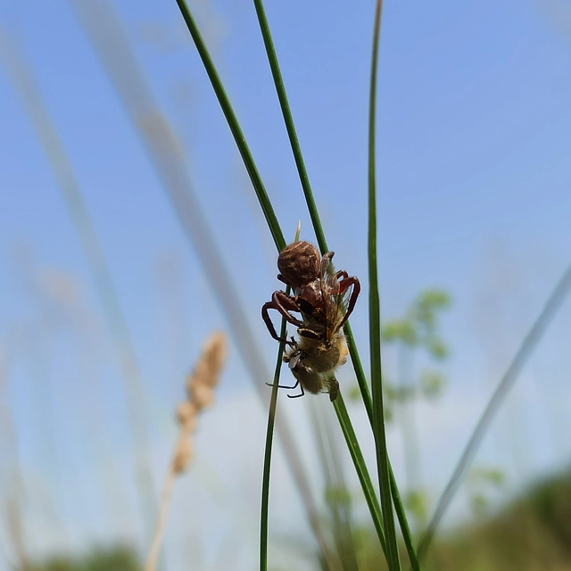 Xysticus