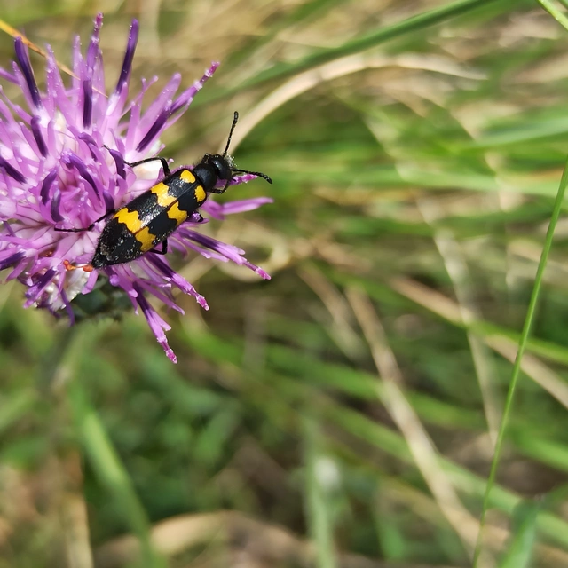Mylabris variabilis - szalagos hólyaghúzó Mylabris variabilis - szalagos hólyaghúzó
