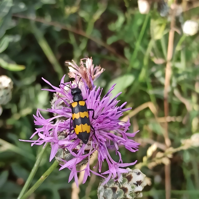 Mylabris variabilis - szalagos hólyaghúzó Mylabris variabilis - szalagos hólyaghúzó