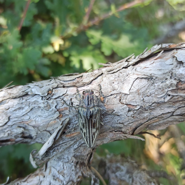 Chalcophora mariana - nagy fenyvesdíszbogár